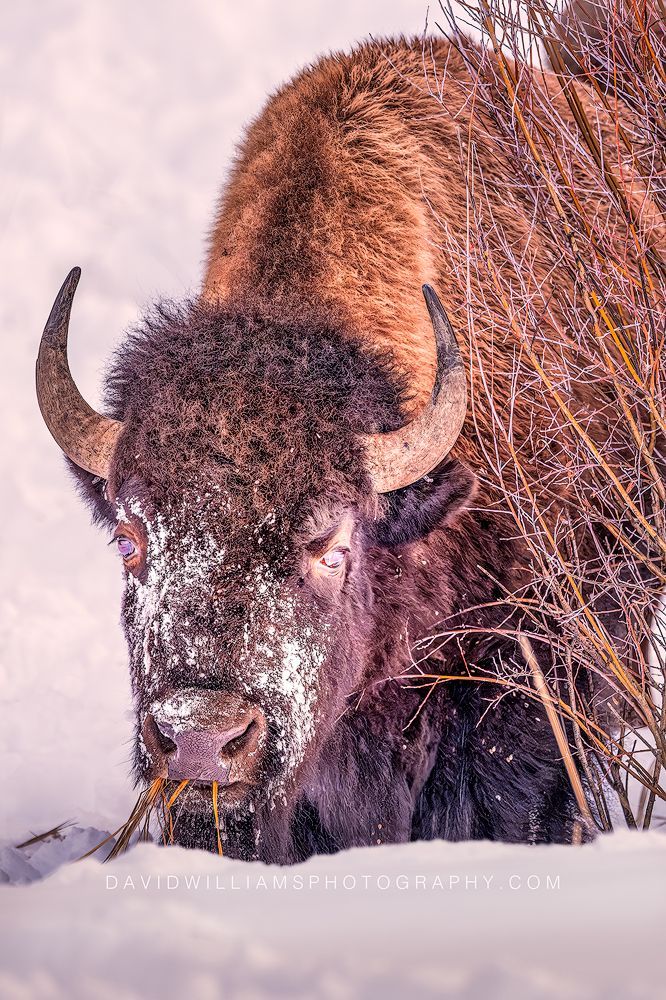 American Bison S NZ92980 American Bison S NZ92980