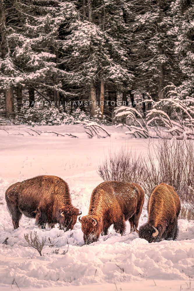American Bison GP NZ92997