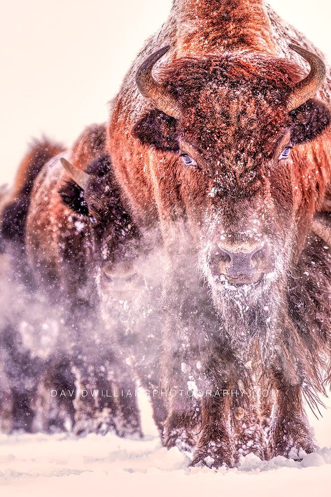 American Bison GP 0Z87076