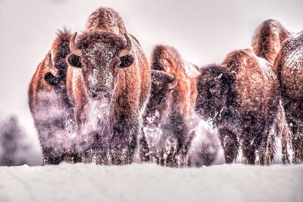 American Bison GP 0Z87040
