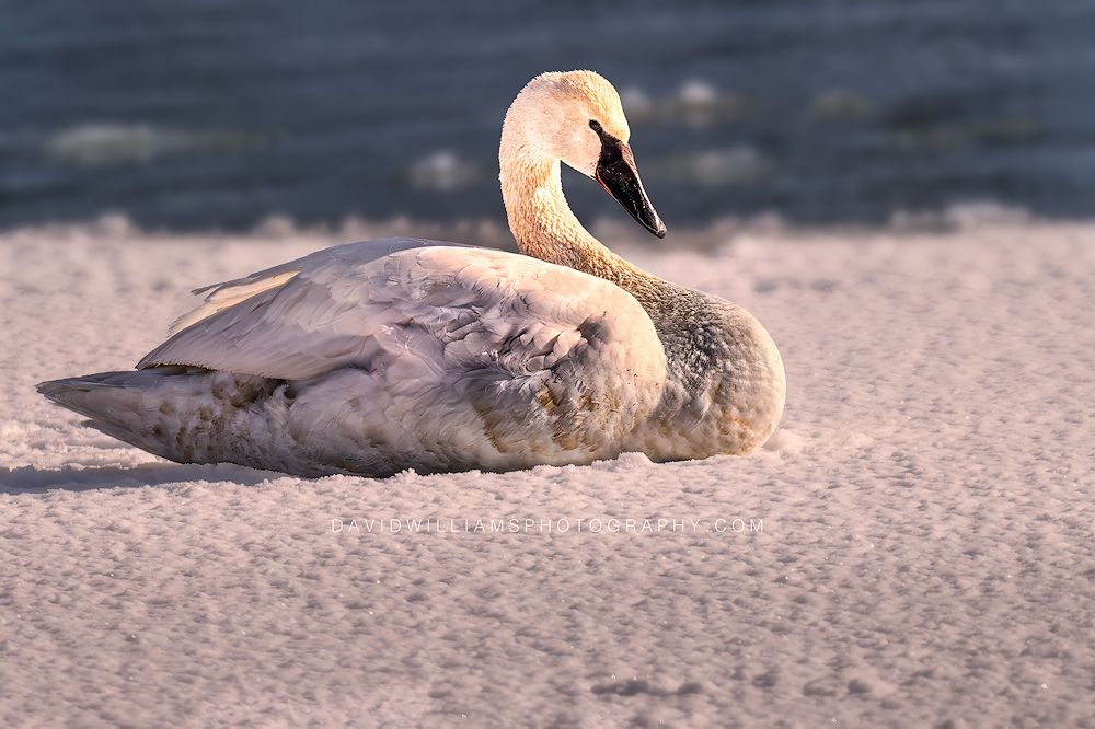 Trumpeter Swan S 0Z87106