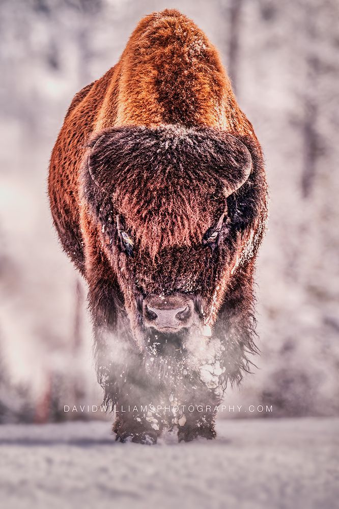 American Bison S 0Z87778