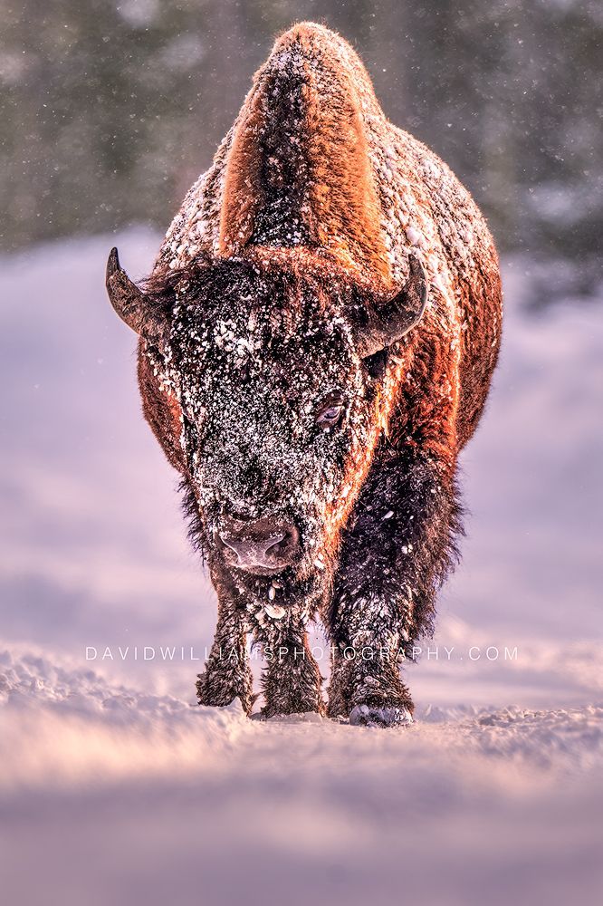 American Bison 0Z87129 American Bison 0Z87129