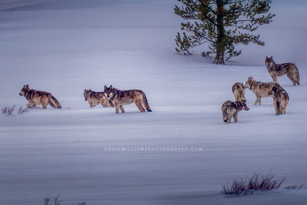 Wolf Pack 0Z87303