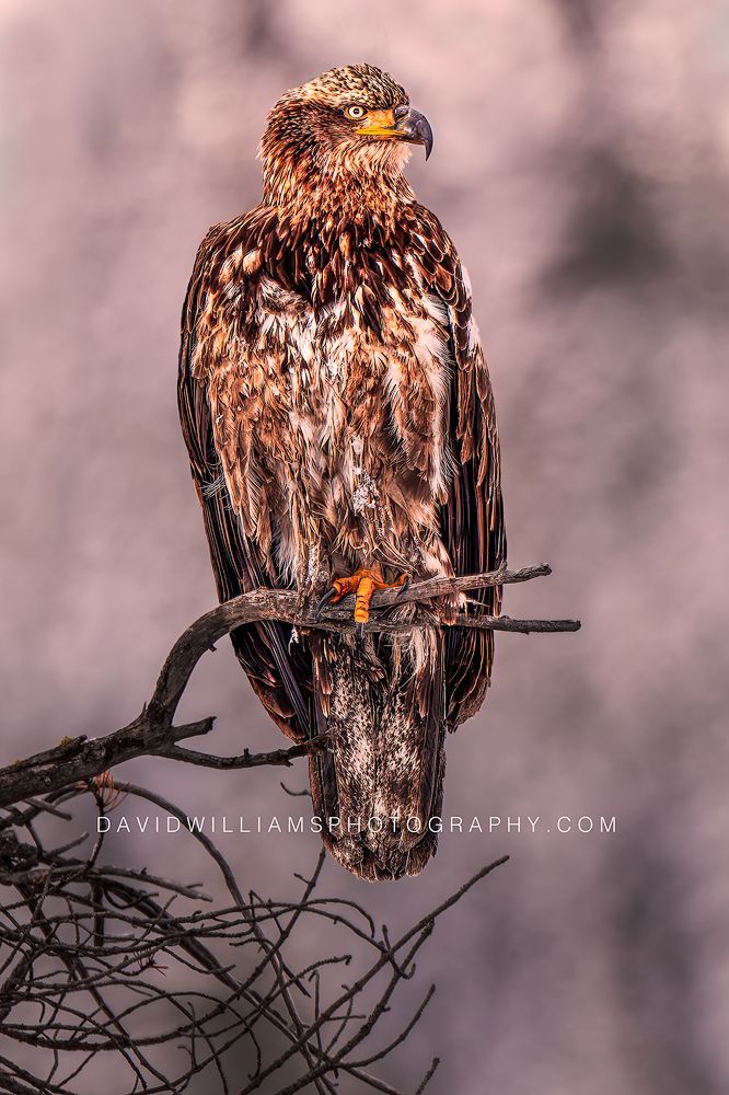 Bald Eagle 0Z87274EN