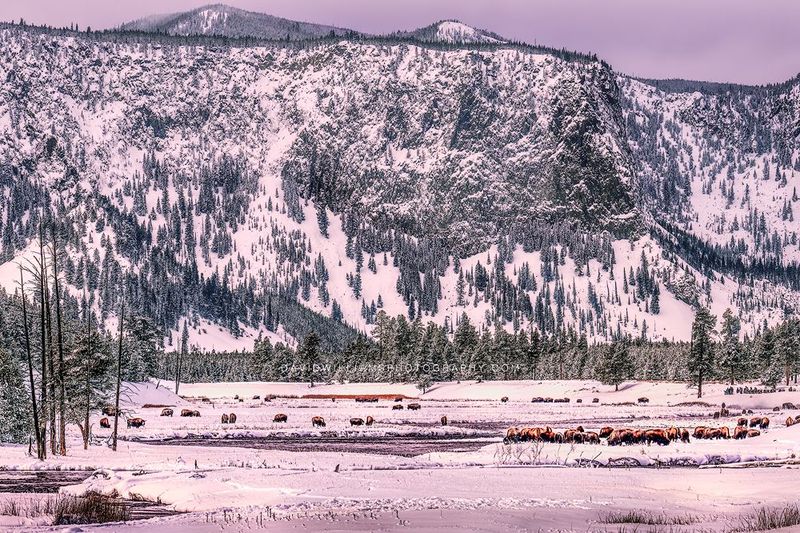 Yellowstone Bison Winter NZ93421 Yellowstone Bison Winter NZ93421