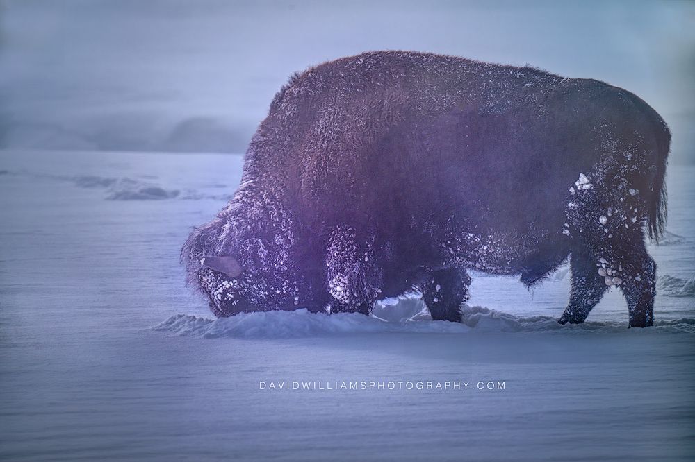 American Bison S 0Z87343
