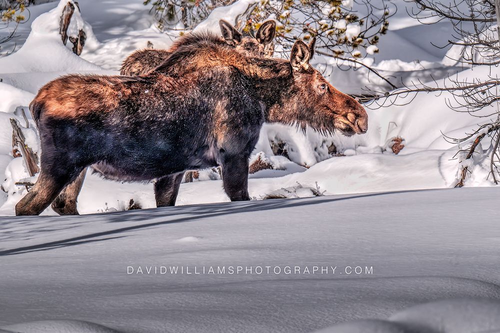 Moose GP 0Z87575