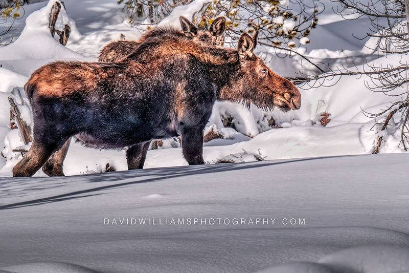 Moose GP 0Z87575 Moose GP 0Z87575