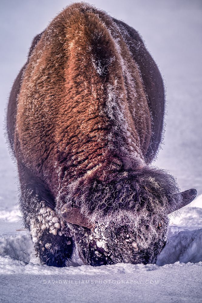 American Bison S0Z87359