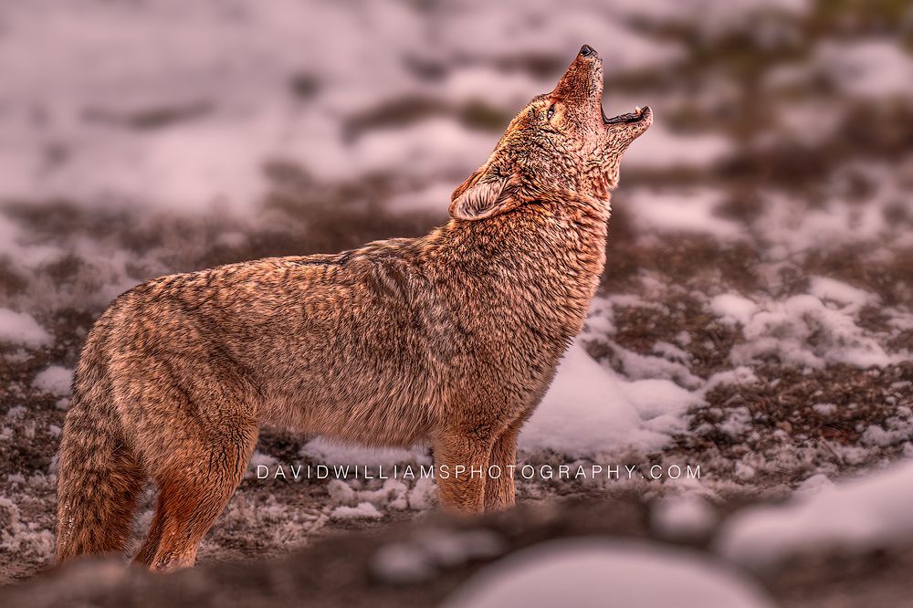 Coyote S 0Z87843 Coyote S 0Z87843