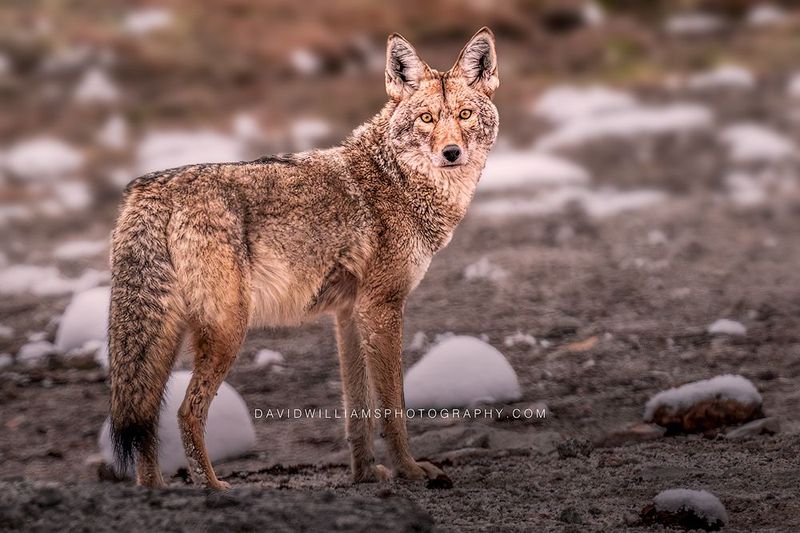 Coyote S 0Z87823 Coyote S 0Z87823