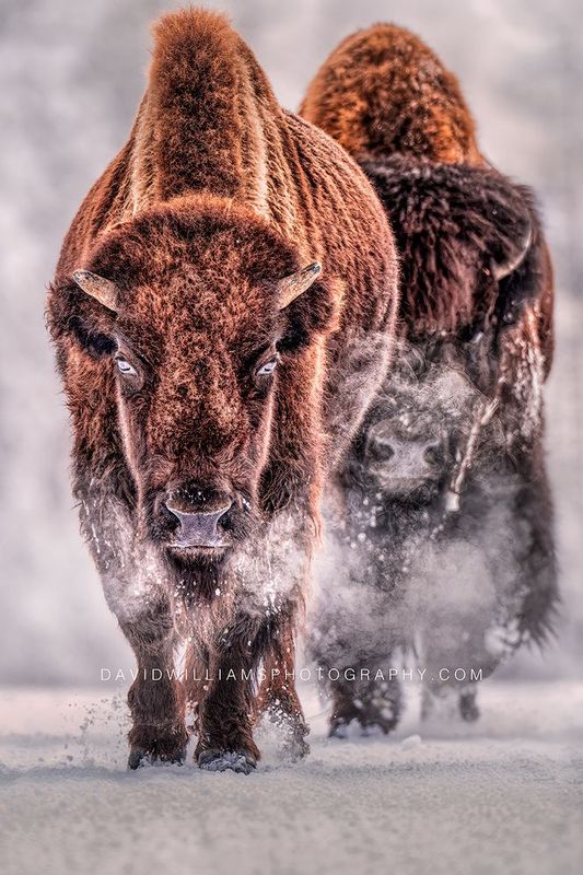 American Bison GP 0Z87660 American Bison GP 0Z87660