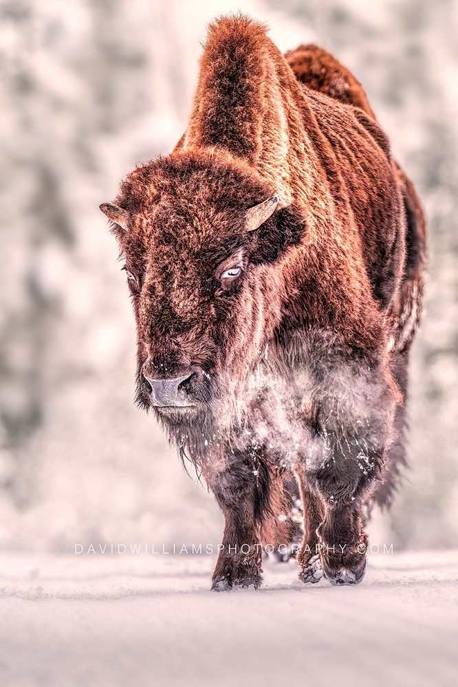 American Bison GP 0Z87623 American Bison GP 0Z87623