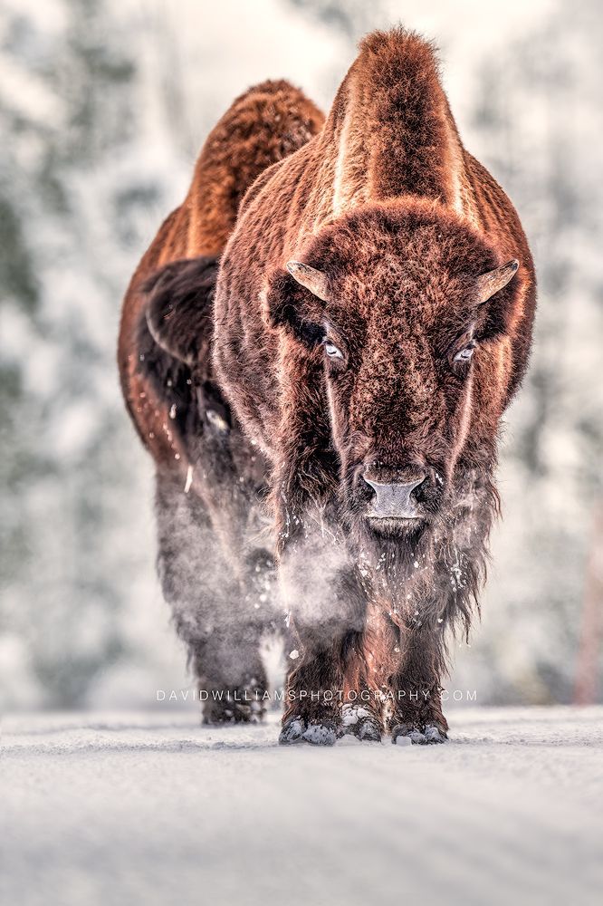 American Bison GP 0Z87614 American Bison GP 0Z87614