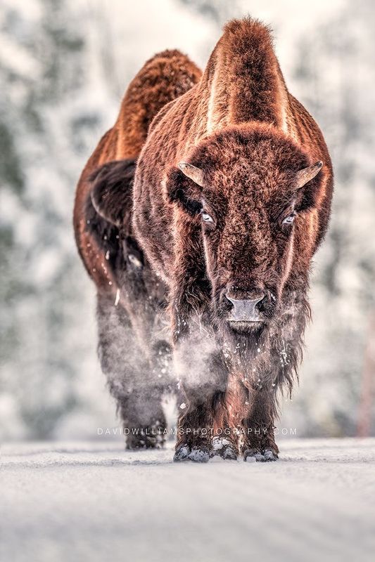 American Bison GP 0Z87614 American Bison GP 0Z87614