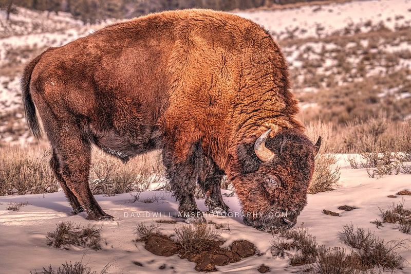 American Bison S NZ93823 American Bison S NZ93823
