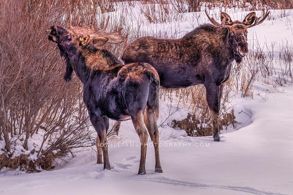 Moose GP NZ93942 Moose GP NZ93942