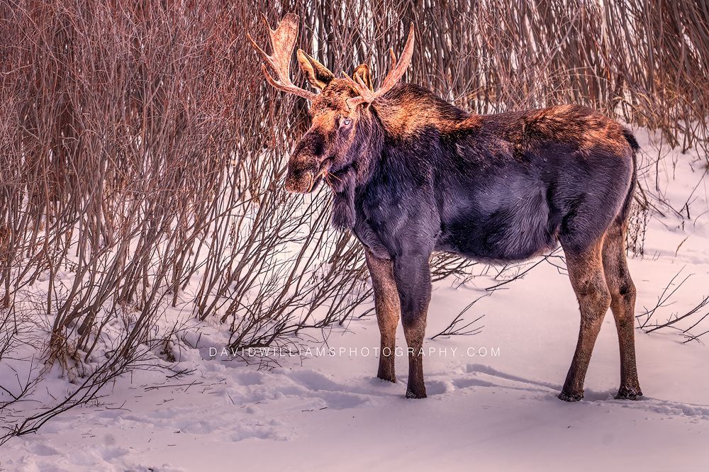 Moose S NZ93865 Moose S NZ93865