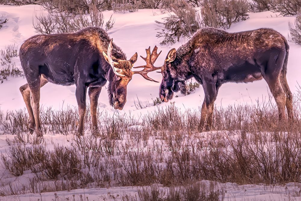 Moose GP NZ93807EN Moose GP NZ93807EN