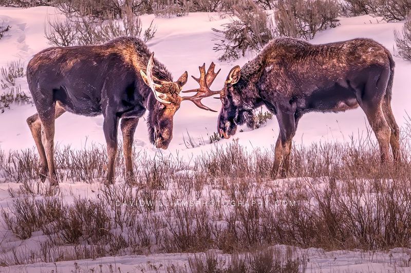 Moose GP NZ93807EN Moose GP NZ93807EN
