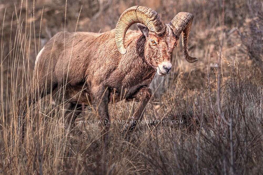 Big Horn Sheep S NZ94226 Big Horn Sheep S NZ94226