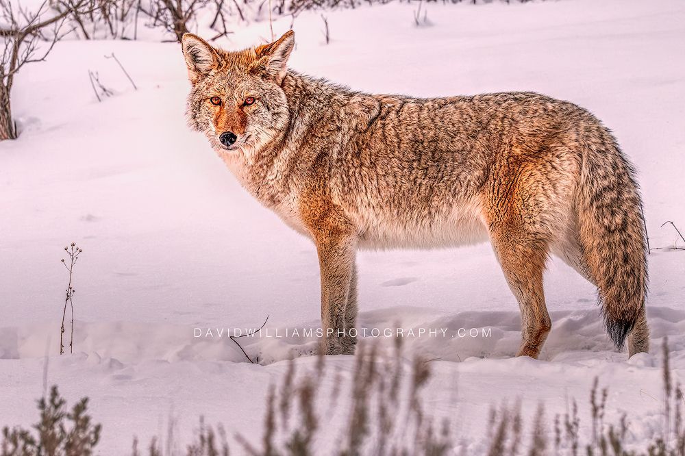 Coyote S NZ94336
