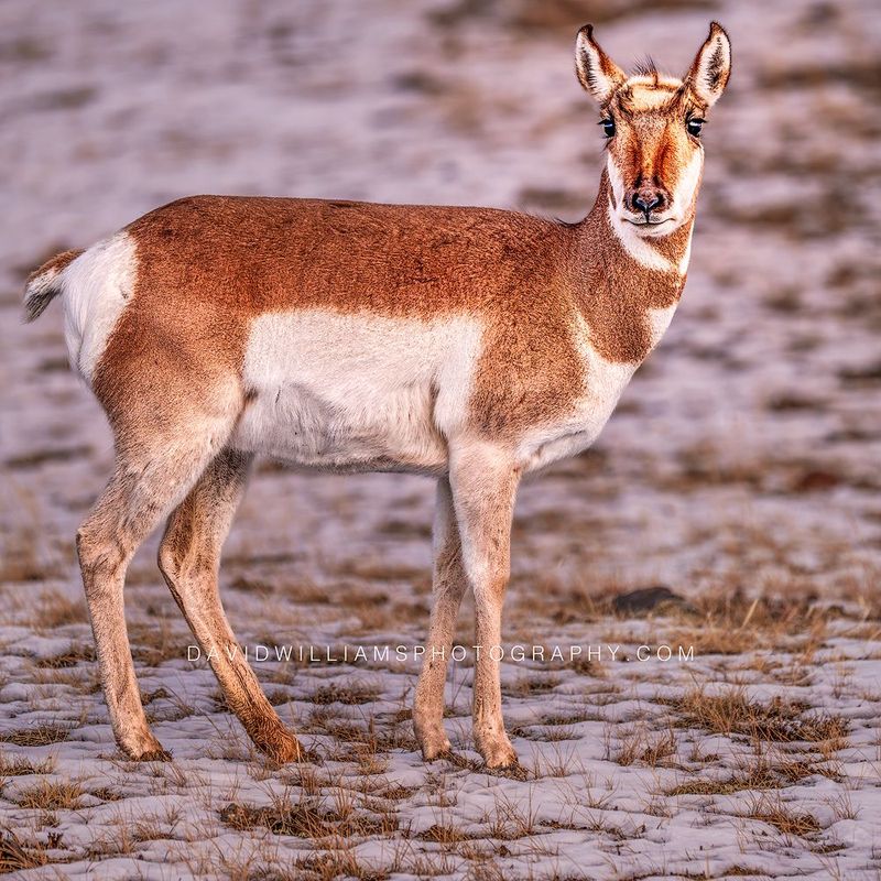 Pronghorn S NZ94526 Pronghorn S NZ94526