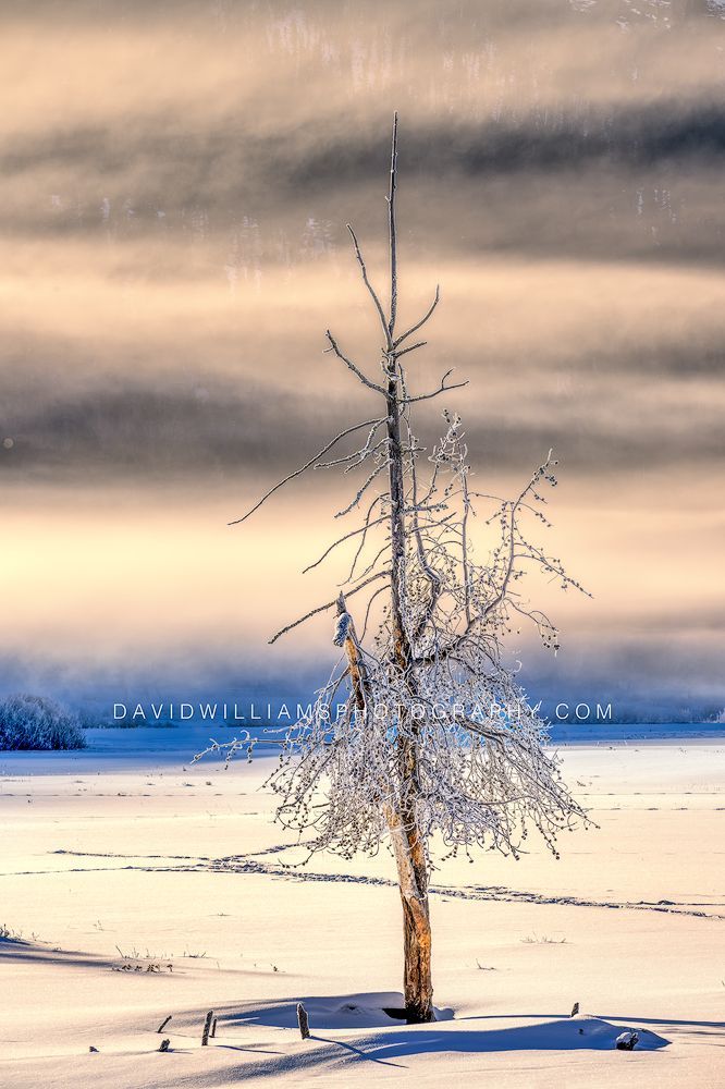 Yellowstone Lonely Sunrise NZ94576 Yellowstone Lonely Sunrise NZ94576