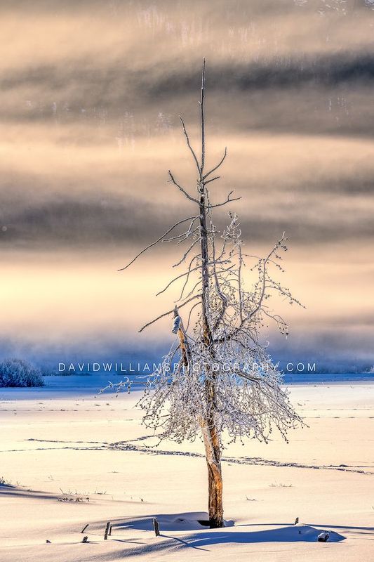 Yellowstone Lonely Sunrise NZ94576