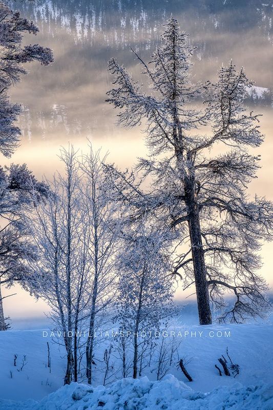 Yellowstone Winter Sunrise NZ94564
