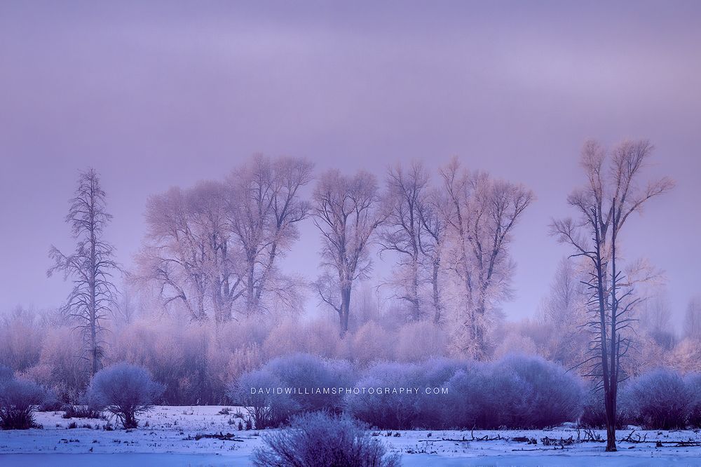 Yellowstone Winter NZ94562