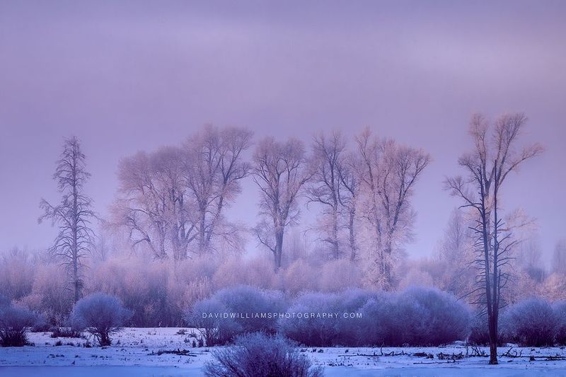 Yellowstone Winter NZ94562