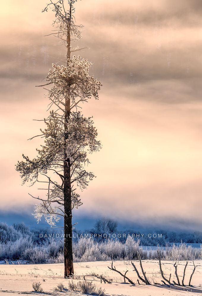 Yellowstone Sunrise NZ94580 Yellowstone Sunrise NZ94580