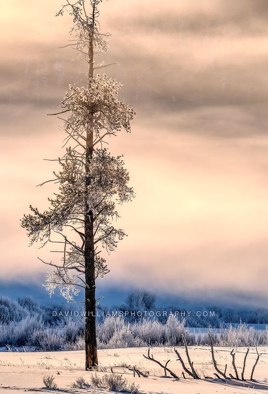 Yellowstone Sunrise NZ94580