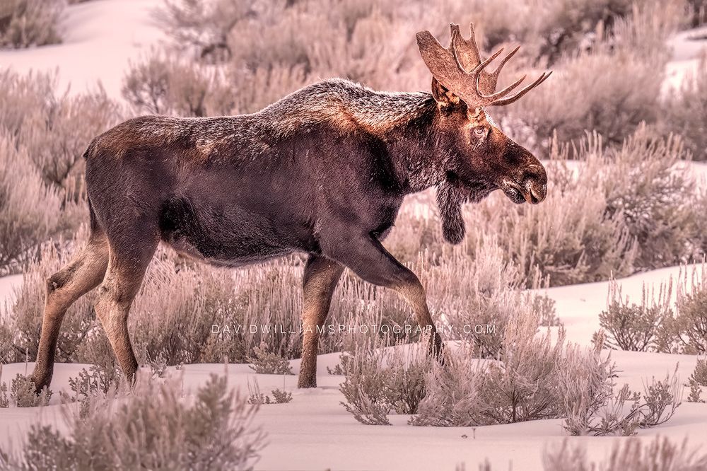 Moose S 0Z88360 Moose S 0Z88360