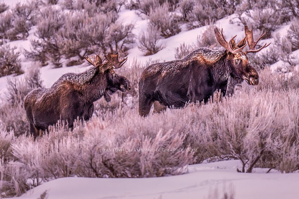 Moose GP 0Z88333 Moose GP 0Z88333