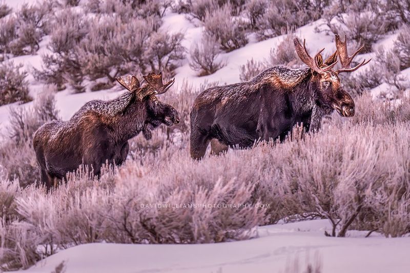 Moose GP 0Z88333 Moose GP 0Z88333