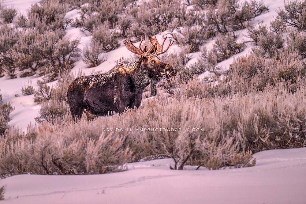 Moose S 0Z88328