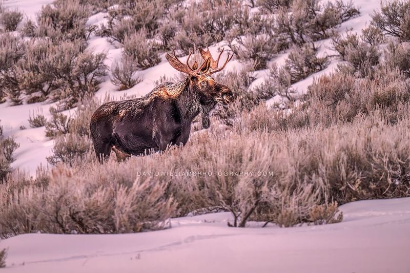 Moose S 0Z88328 Moose S 0Z88328