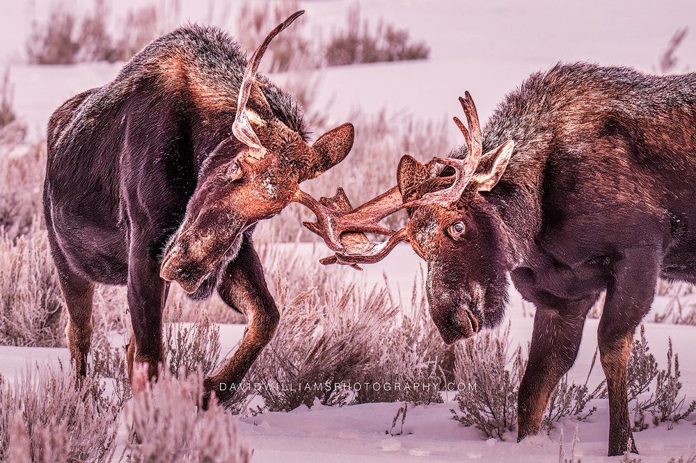 Moose GP 0Z88420 Moose GP 0Z88420