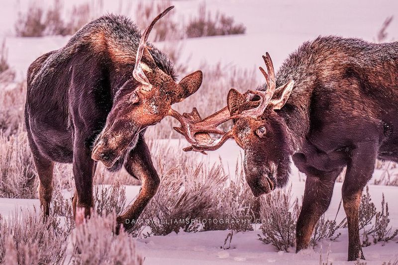 Moose GP 0Z88420 Moose GP 0Z88420