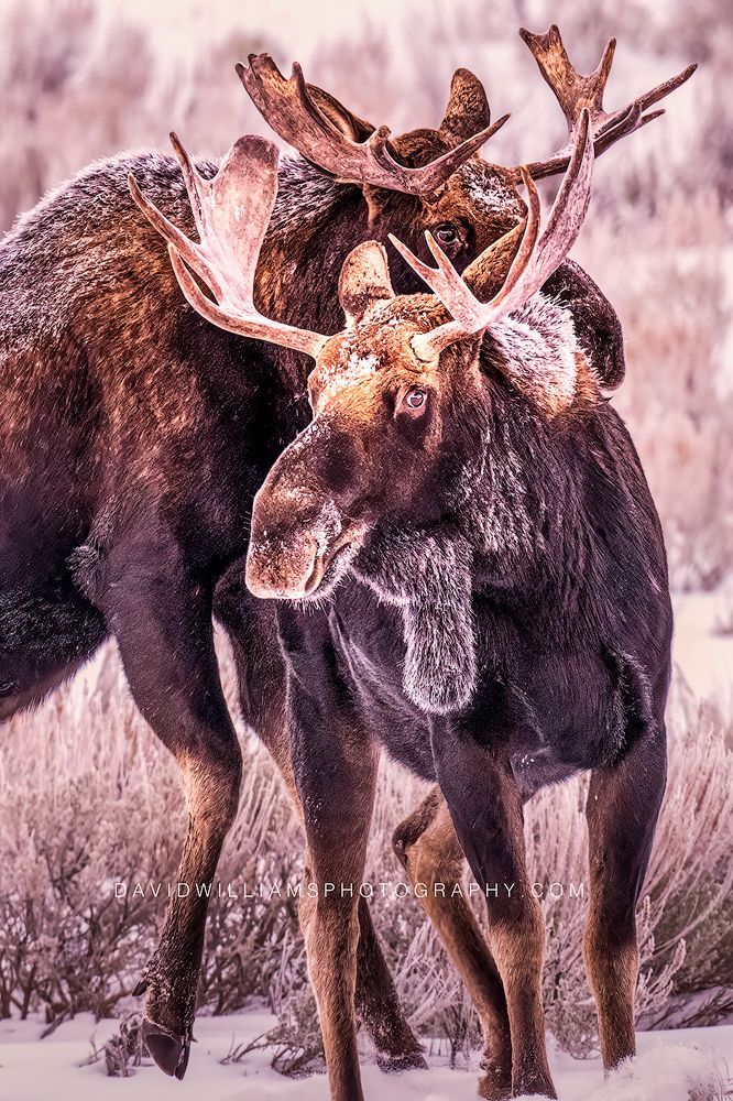 Moose GP 0Z88415 Moose GP 0Z88415