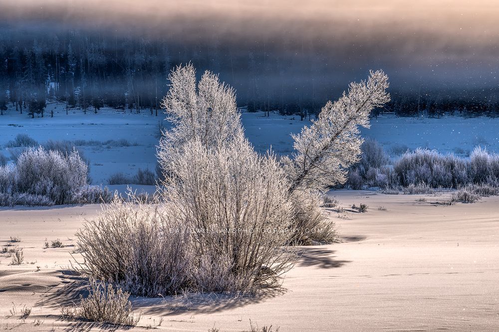Yellowstone Winter Sunrise NZ94593 Yellowstone Winter Sunrise NZ94593