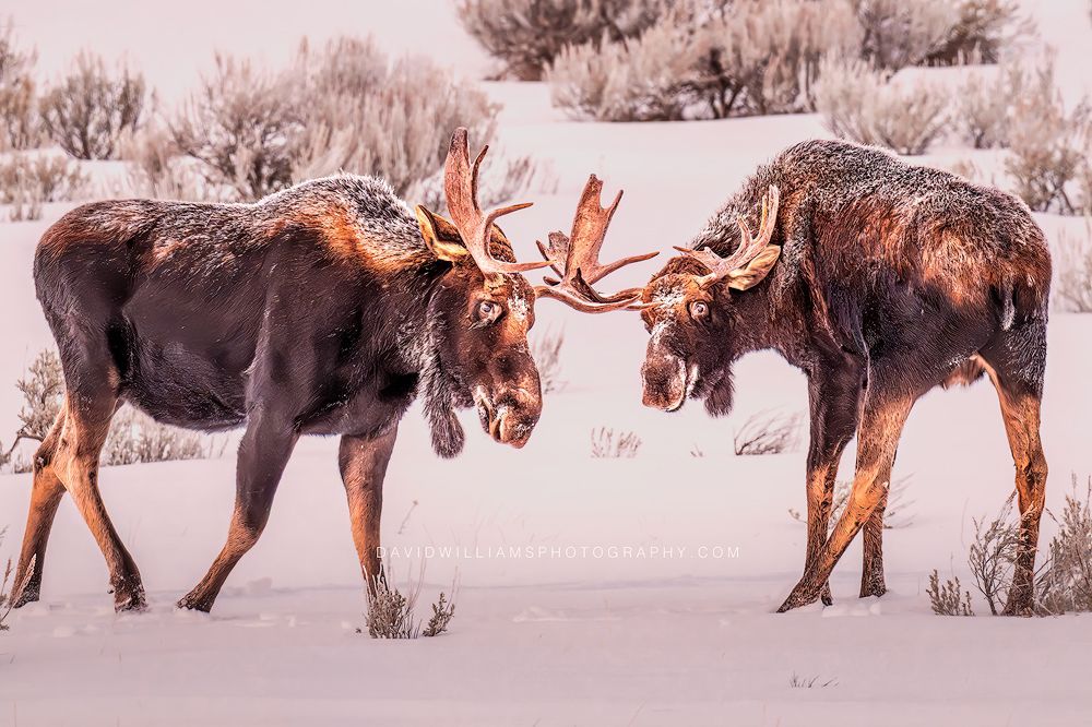 Moose GP 0Z88386 Moose GP 0Z88386
