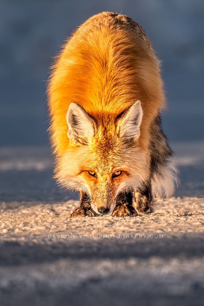 Red Fox S 0Z88638EN