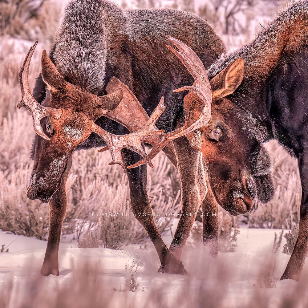 Moose GP 0Z88518