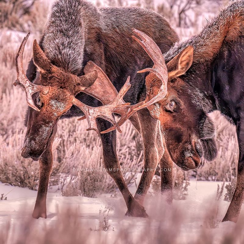 Moose GP 0Z88518 Moose GP 0Z88518
