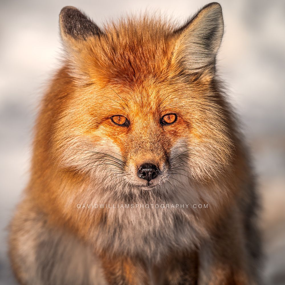 Red Fox S 0Z88932 Red Fox S 0Z88932