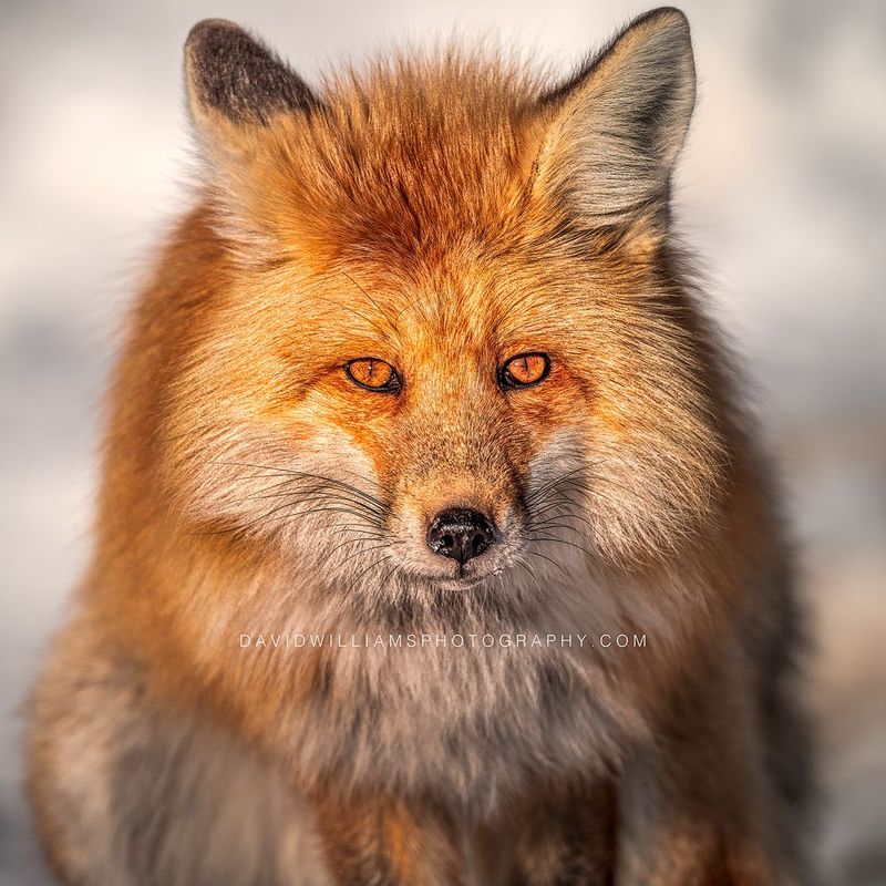 Red Fox S 0Z88932 Red Fox S 0Z88932